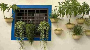 vertical_gardening_solutions_tips_indogardening_blog-image
