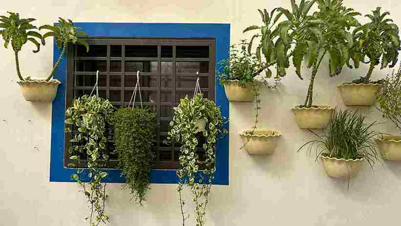 vertical_gardening_solutions_tips_indogardening_blog-image