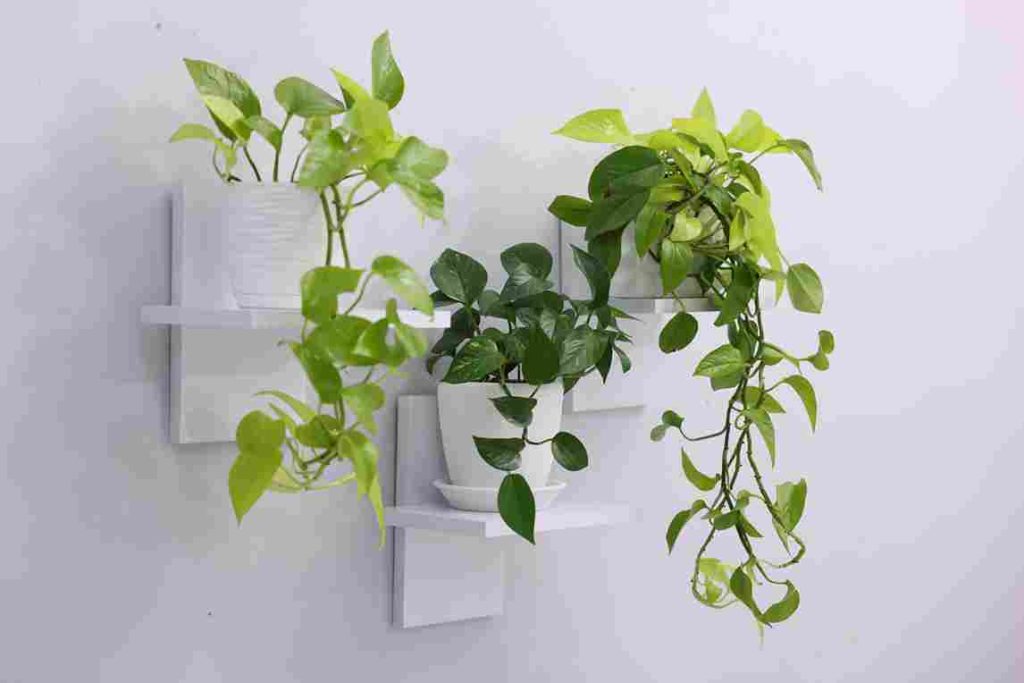 vertical_gardening_for_tiny_spaces_indogardening_blog-image