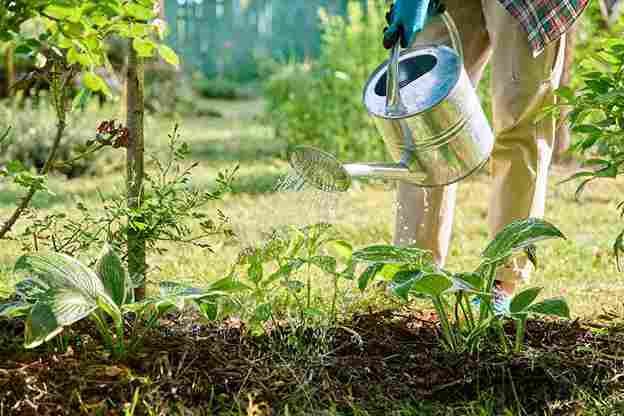 backyard_gardening_planning_guide_indogardening_blog-image