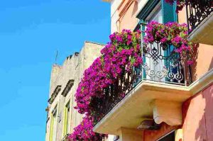 best_plants_for_small_balconies_indogardening_blog-image