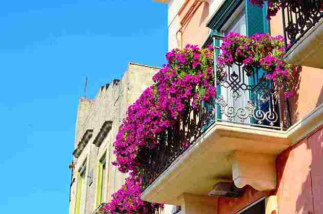 best_plants_for_small_balconies_indogardening_blog-image