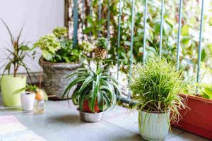 best_shade_plants_for_small_spaces_indogardening_blog-image
