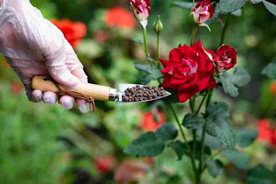 complete_rose_gardening_guide_indogardening_blog-image