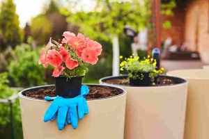 container_gardening_made_easy_indogardening_blog-image