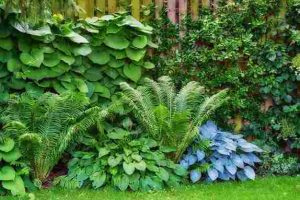 discover_the_best_shade_plants_indogardening_blog-image