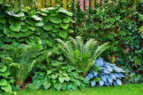 discover_the_best_shade_plants_indogardening_blog-image