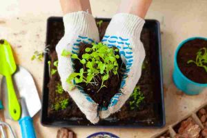 easy_composting_methods_indogardening_blog-image