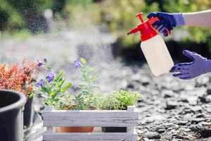flower_gardening_care_tips_indogardening_blog-image