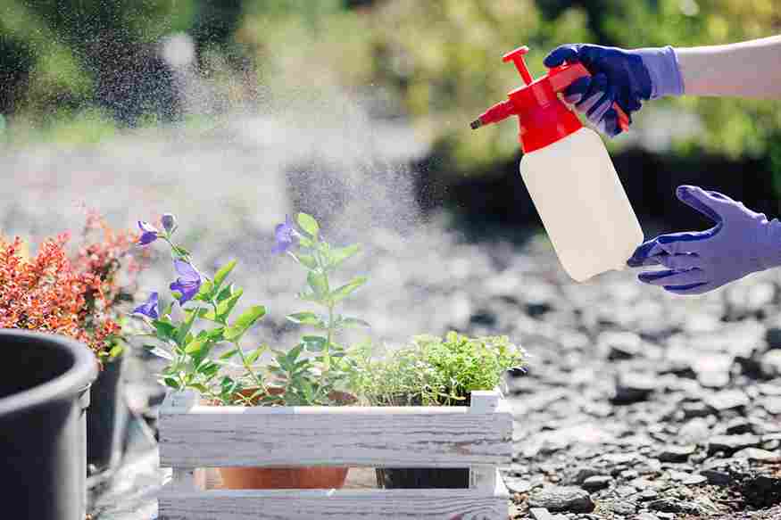flower_gardening_care_tips_indogardening_blog-image