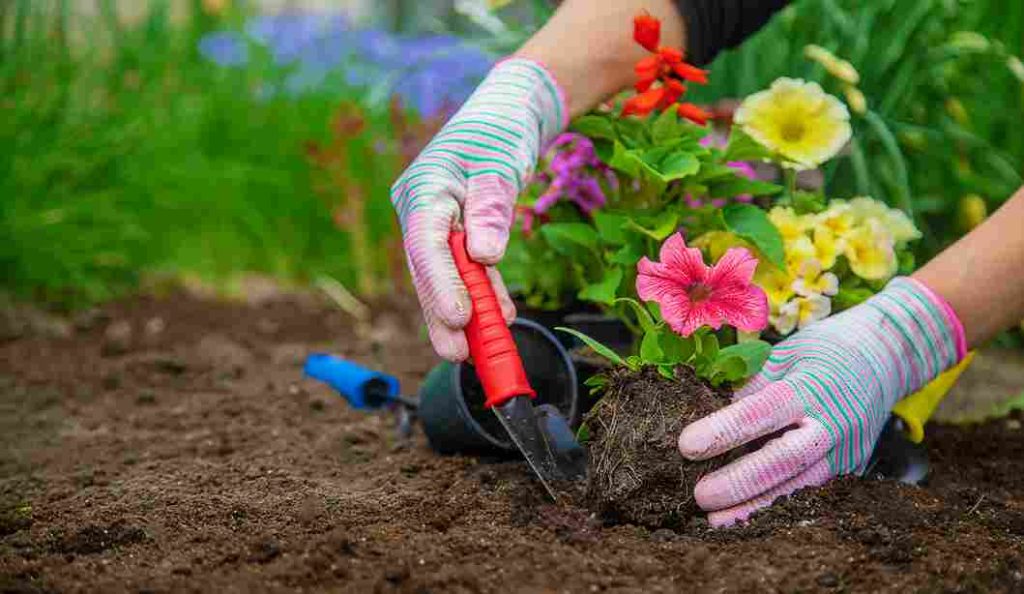 flower_gardening_for_every_yard_indogardening_blog-image
