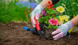 flower_gardening_for_every_yard_indogardening_blog-image