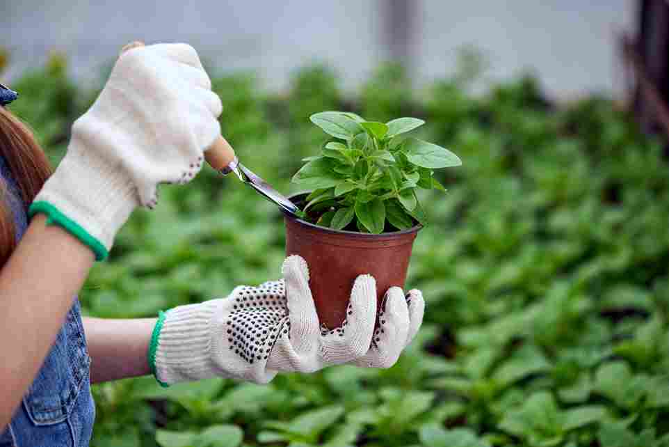 gardening_hacks_for_healthy_plants_indogardening_blog-image