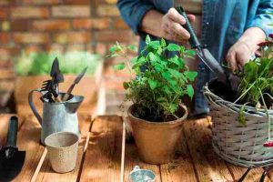 gardening_techniques_that_work_indogardening_blog-image