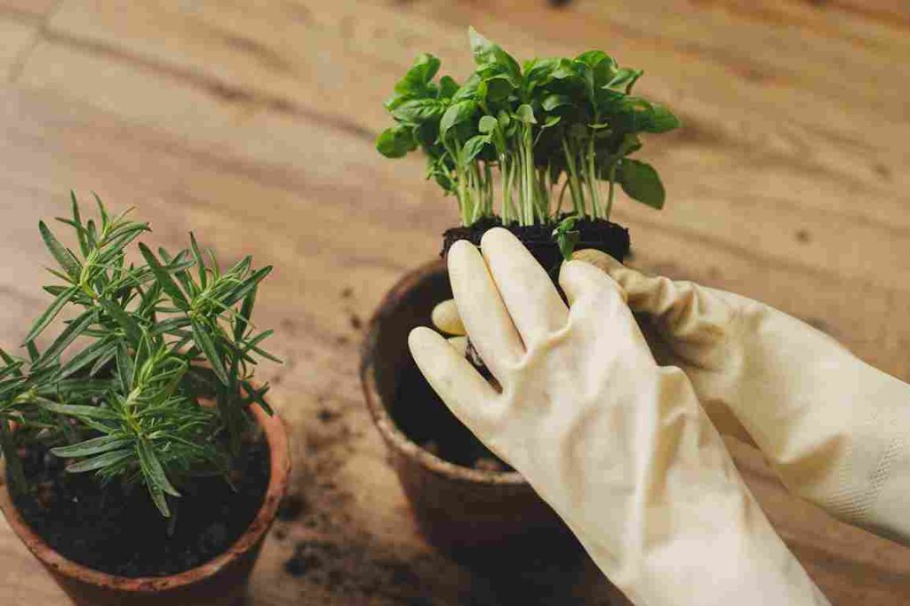 herb_gardening_basics_for_beginners_indogardening_blog-image