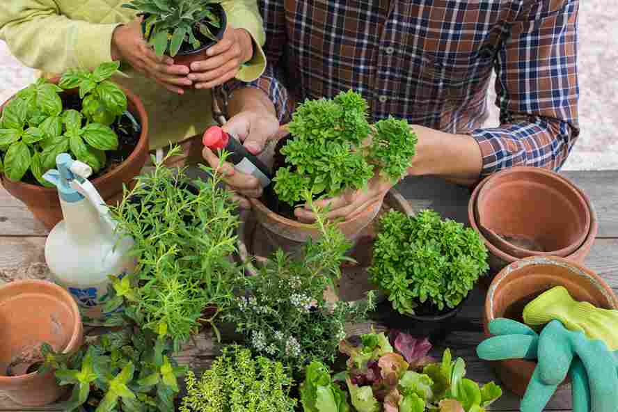 herb_gardening_for_beginners_indogardening_blog-image