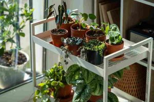 indoor_gardening_for_small_spaces_indogardening_blog-image