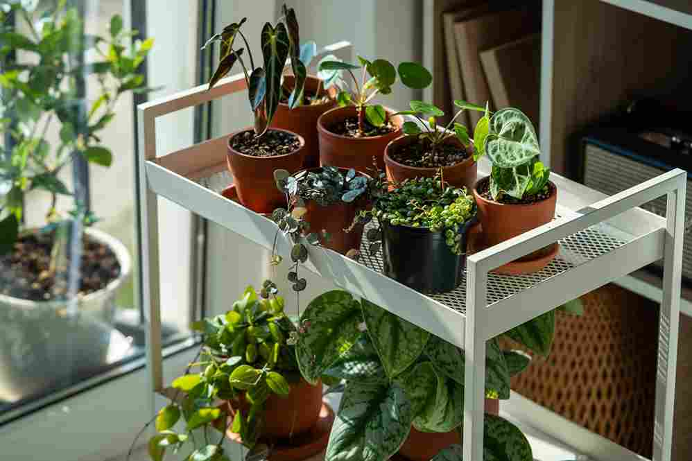 indoor_gardening_for_small_spaces_indogardening_blog-image