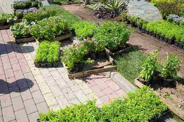 organic_gardening_hacks_indogardening_blog-image