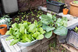 raised_bed_garden_ideas_indogardening_blog-image