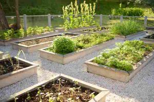 raised_bed_gardening_made_easy_indogardening_blog-image