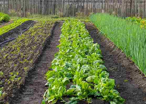 easy_raised_bed_gardening_indogardening_blog-image