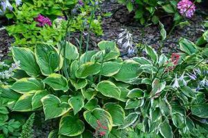 shade_plants_for_every_garden_indogardening_blog-image