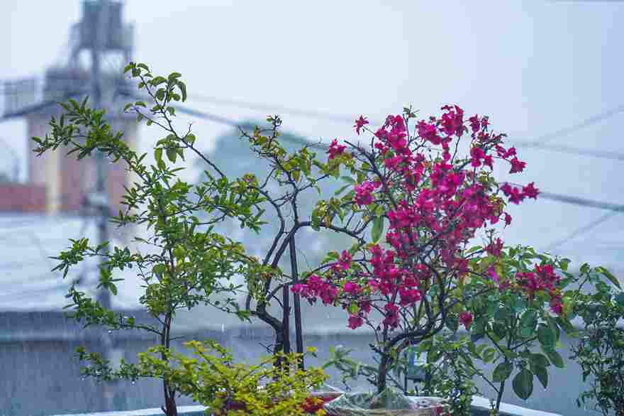 smart_terrace_gardening_ideas_indogardening_blog-image