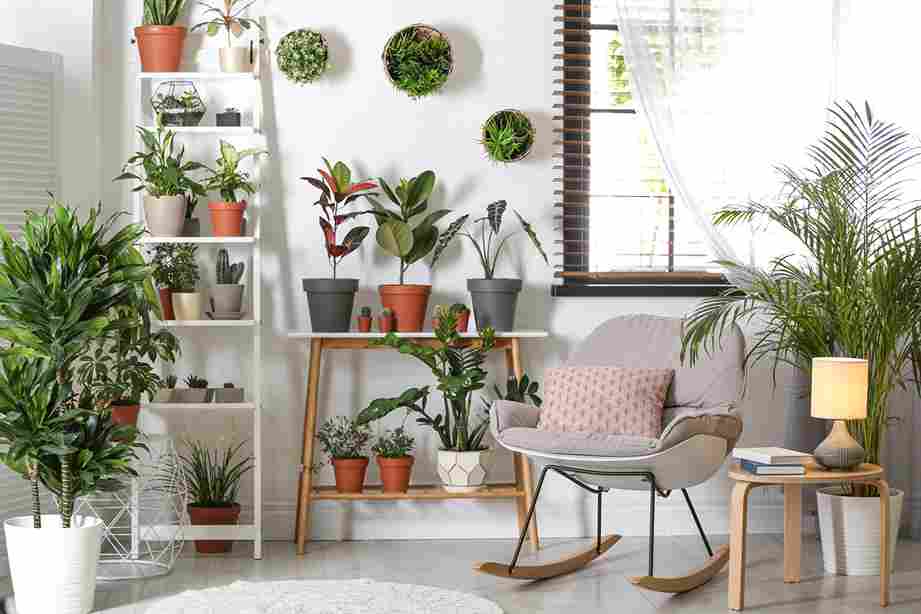 the_best_indoor_plants_guide_indogardening_blog-image