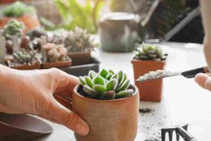 the_best_succulent_plant_care_guide_indogardening_blog-image