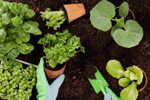vegetable_gardening_made_simple_indogardening_blog-image