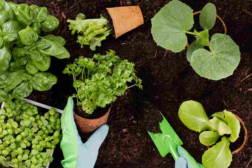 vegetable_gardening_made_simple_indogardening_blog-image