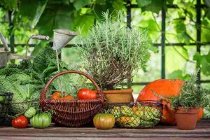 vegetable_gardening_at_home_guide_indogardening_blog-image
